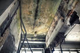 Professional Mold Removal in Oroville East, CA